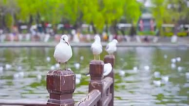 4k实拍春日昆明春城栖息的红嘴海鸥视频的预览图